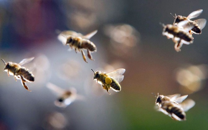 沙特阿拉伯将在2020年前禁止进口外国蜜蜂