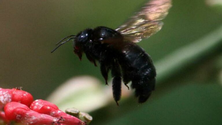 【英】黑蜂，一个急需保护的濒危物种